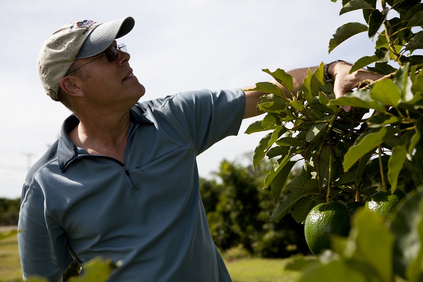 Florida will help limit avocado laurel wilt disease The